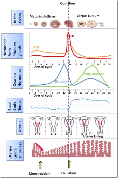 Basal Body Temperature Chart Of A Woman